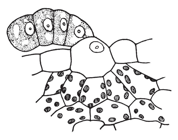 Una imagen muestra brotes flotantes, también conocidos como Sparganium fluctuans. Pertenece a la familia Bur-Reed, Sparganium. Las hojas tienen forma de hilo y la fruta es espinosa, dibujo de línea vintage o ilustración de grabado
. - Vector, Imagen