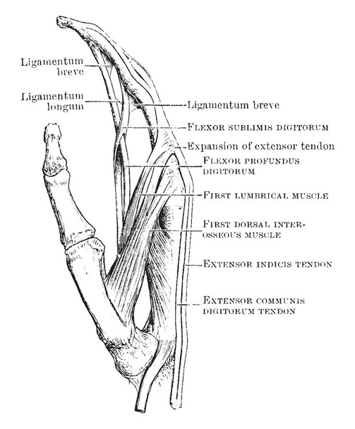 The tendons attached to the index finger, vintage line drawing or engraving illustration. - Vector, Image