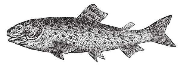 Форель є видів риб лосося сім'ї, vintage штриховий малюнок або ілюстрація гравіювання. - Вектор, зображення