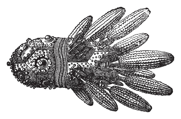 cidaris coronata auch als Turban-Echinus bekannt, der in Frankreich und England vorkommt. Sie hat einen flachen, oft konkaven Fuß, in dem sich der Mund befindet. Illustration zeigt an Warzen rechts befestigte Dornen, Vintage-Linienzeichnung oder Gravierillustration. - Vektor, Bild