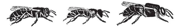 Медовые пчелы - любой представитель рода Apis, рисунок винтажных линий или гравировка
. - Вектор,изображение