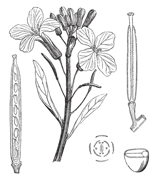 A picture showing different parts and section of Aegean Wallflower also known as Cheiranthus cheiri, vintage line drawing or engraving illustration. - Vector, Image