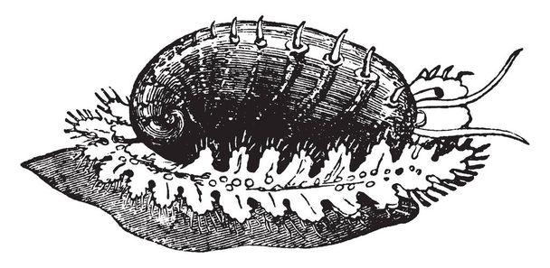 Green Ormer is an edible mollusk considered a delicacy, vintage line drawing or engraving illustration. - Vector, Image