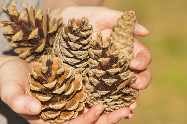 cones de pinheiro nas mãos
 - Foto, Imagem