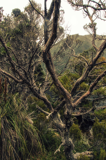 Floresta de eucalipto húmido Tasmânia
 - Foto, Imagem