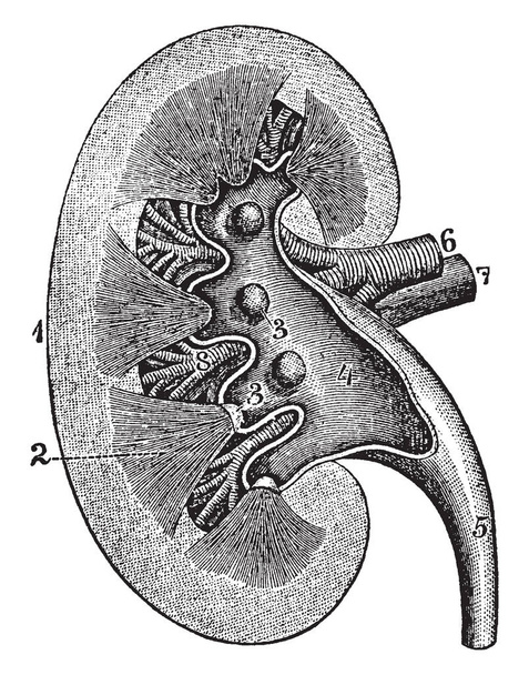 Questa illustrazione rappresenta la sezione longitudinale di un rene, disegno a linee vintage o illustrazione incisione
. - Vettoriali, immagini