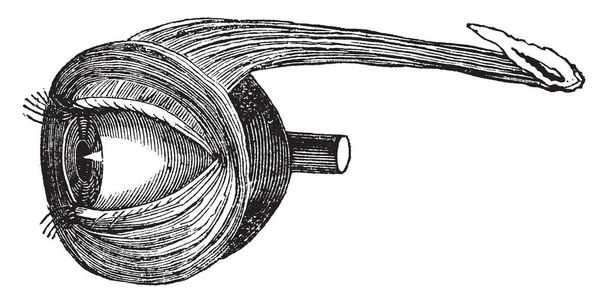 Esta ilustração representa Músculos de pálpebra, desenho de linha vintage ou gravura ilustração
. - Vetor, Imagem