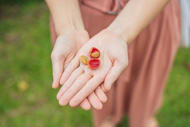 Fresh red berries coffee beans in woman hand - Foto, Imagen