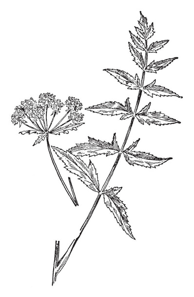 A picture is showing a cut leaf water parsnip. This is from Apiaceae family. The stem is thin and long. Leaves are triangular shaped, vintage line drawing or engraving illustration. - Vector, Image
