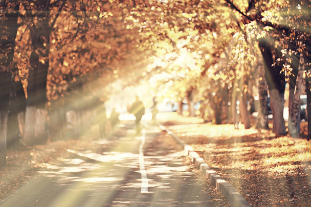 осенний пейзаж / солнечные лучи на осенних деревьях. Закат в лесу с желтыми листьями. Индийское лето для прогулки в осеннем парке. Свет и солнечные лучи концепция ландшафта в природе
 - Фото, изображение