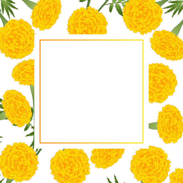 Yellow Marigold on White Banner Card. Vector Illustration. - Vector, Image