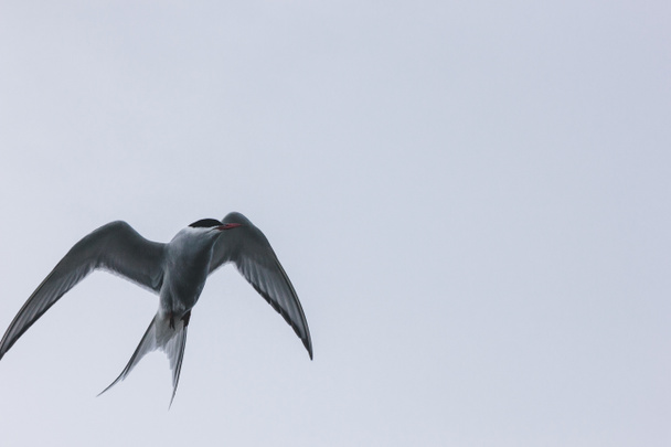 tern - Photo, Image
