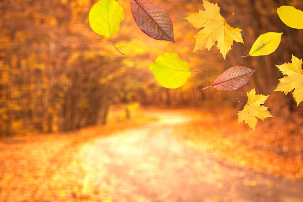 Herbstbäume mit goldenen Blättern im Park - Foto, Bild