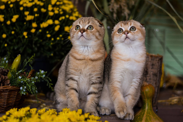 cica macska skót egyenes, brit bolyhos, állati fa őszi - Fotó, kép