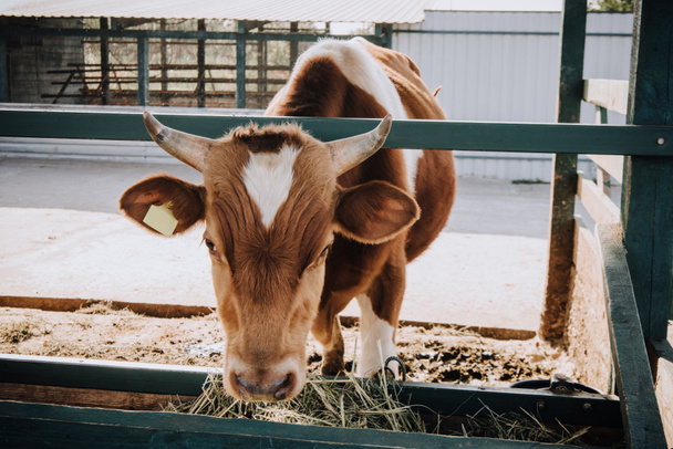очаровательный коричневый теленок ест сено в сарае на ферме
  - Фото, изображение