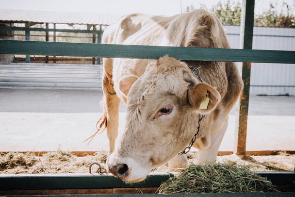 piccolo vitello bianco mangiare fieno in stalla in azienda agricola
  - Foto, immagini