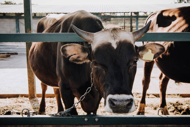 portrait of domestic beautiful cow standing in stall at farm - Zdjęcie, obraz