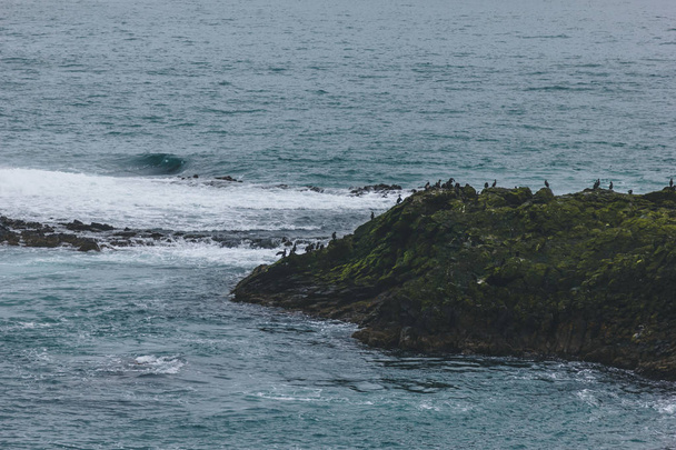 vista aérea de un gran grupo de gaviotas posadas en la costa rocosa del océano
 - Foto, Imagen