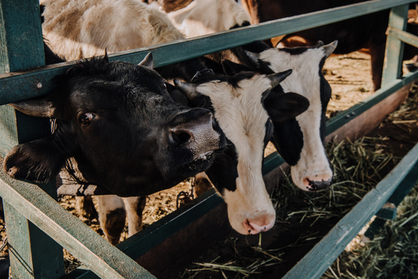 beautiful domestic cows eating hay in barn at farm  - Foto, Imagen