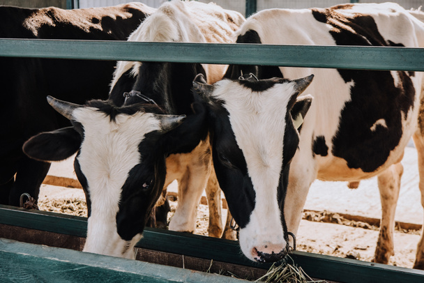 domestic beautiful cows eating hay in stall at farm - Zdjęcie, obraz