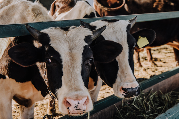 kotieläiminä pidetyt kauniit lehmät syövät heinää karsinassa maatilalla
 - Valokuva, kuva