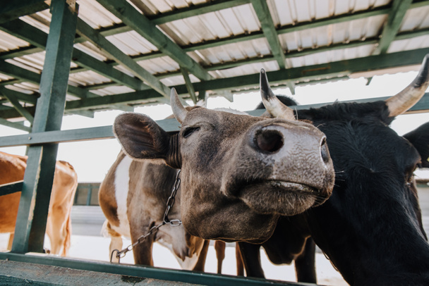 close up view of domestic beautiful cows standing in stall at farm - Fotografie, Obrázek