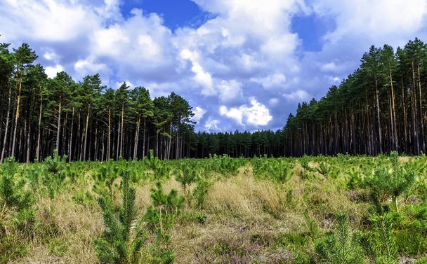Polish wild forest - Kampinos National Park, Poland - Photo, Image