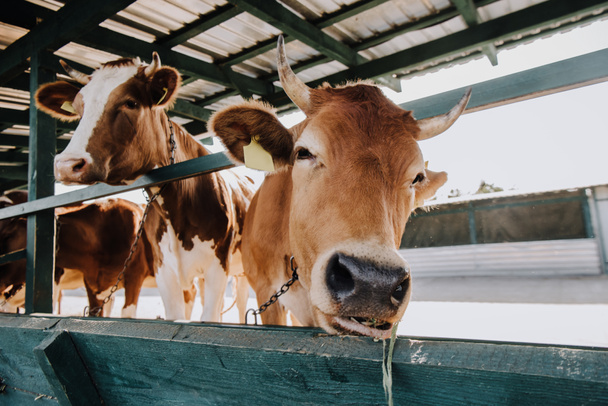 retrato de hermosa vaca doméstica de pie en el establo de la granja
 - Foto, Imagen