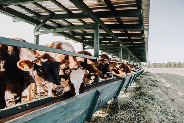 ruskea kotimainen kauniita lehmiä syö pilttuu tilalla
 - Valokuva, kuva