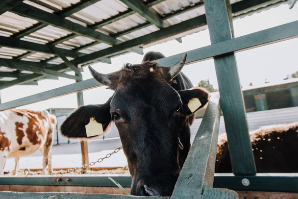 selective focus of black domestic cow eating in stall at farm - Foto, imagen