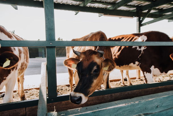 beautiful domestic cows eating in barn at farm  - Foto, Bild