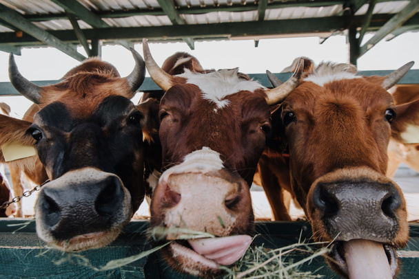 portret piękne krów domowe jedzenie siana w stodole w gospodarstwie z bliska  - Zdjęcie, obraz