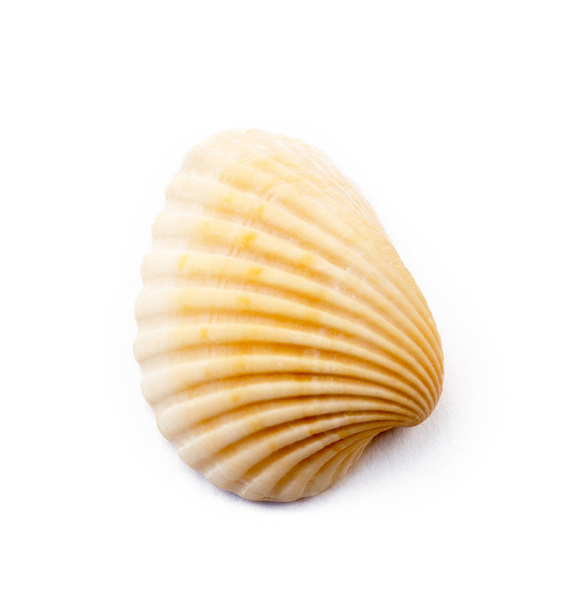 白い背景に分離されたエキゾチックな貝殻 - 写真・画像
