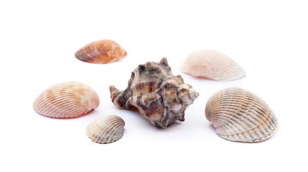 Conchas marinas exóticas aisladas sobre fondo blanco
 - Foto, Imagen