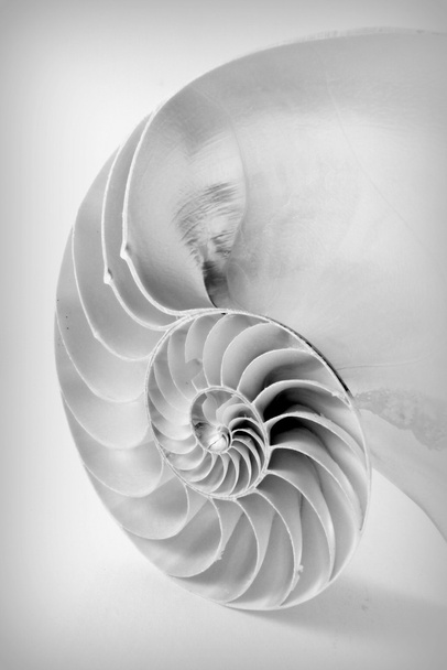 Nautilus
 - Фото, зображення