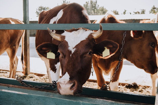 brown domestic cows standing in stall at farm - Photo, Image
