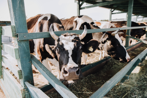 belles vaches domestiques mangeant du foin dans la grange à la ferme
  - Photo, image