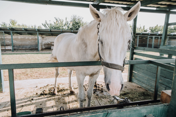 Piękny biały koń stoi w stajni w gospodarstwie  - Zdjęcie, obraz