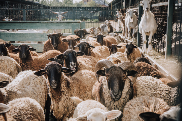 κοπάδι των αξιολάτρευτο καφέ πρόβατα βόσκουν σε μαντρί στο αγρόκτημα - Φωτογραφία, εικόνα