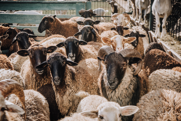 селективный фокус стада очаровательных коричневых овец, пасущихся в загоне на ферме
 - Фото, изображение