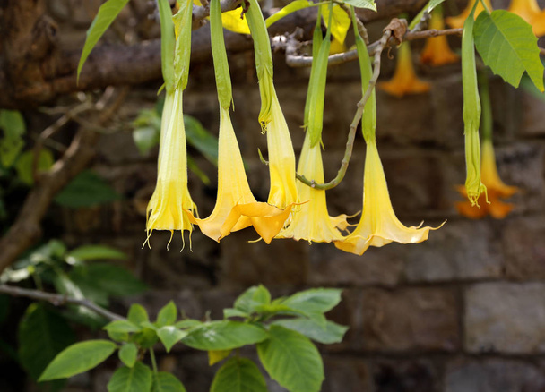 Blossom yellow brugmansia named angels trumpet or Datura flower - Photo, Image