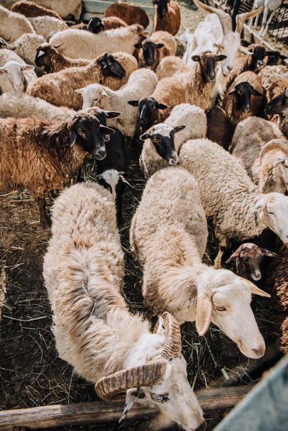 pohled z vysokého úhlu stáda rozkošné hnědé ovce pastvy v ohradě na farmě - Fotografie, Obrázek