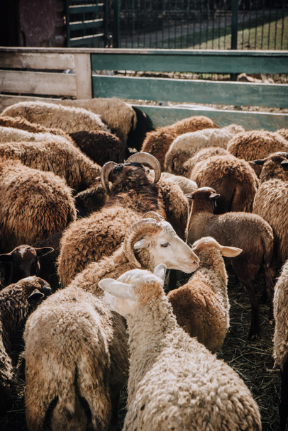 високий кут зору на стадо чарівної коричневої вівці, що пасеться в коралі на фермі
 - Фото, зображення