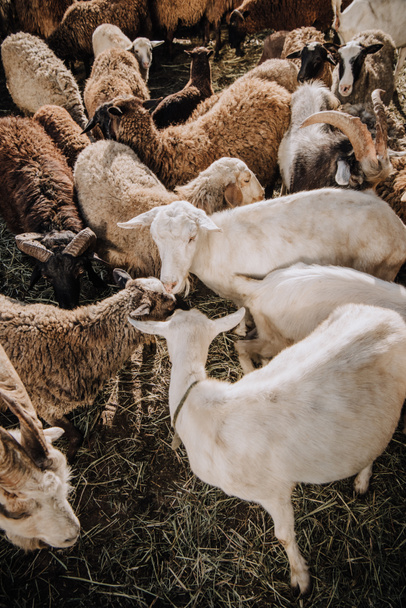 високий кут зору козлів і стада овець, що пасуться в коралі на фермі
 - Фото, зображення