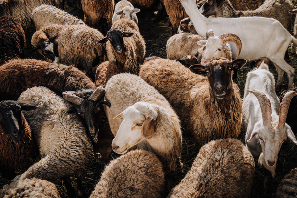 Selektiver Fokus der Schaf- und Ziegenherde, die im Gehege auf dem Bauernhof weiden - Foto, Bild