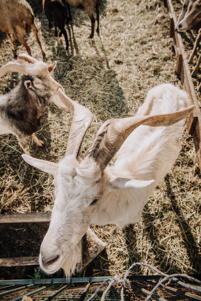 high angle view of goats grazing in corral at farm - 写真・画像