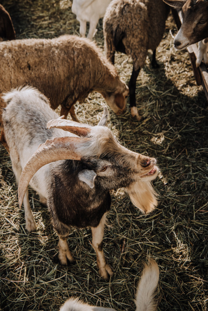 visão de alto ângulo de cabras e ovelhas pastando em curral na fazenda
 - Foto, Imagem