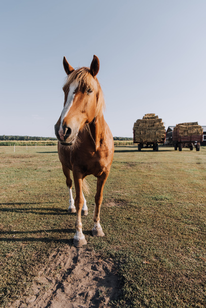 сельская сцена с красивой коричневой лошадью пасущейся на лугу на ранчо
 - Фото, изображение