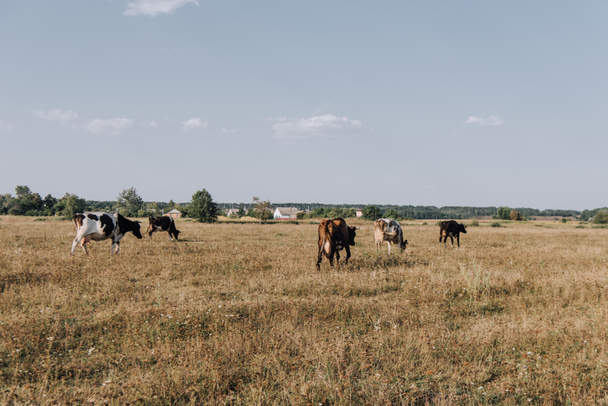 вид на далекі корови, що пасуться на лузі в сільській місцевості
  - Фото, зображення