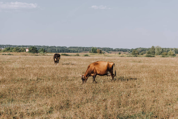 Maaseudun kohtaus lehmien laiduntaminen niityllä
  - Valokuva, kuva